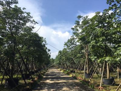 澳洲火焰树