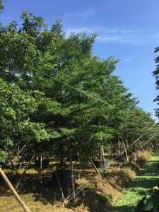小叶榄仁