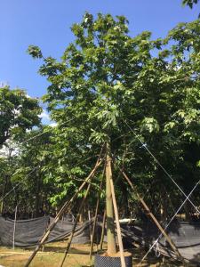澳洲火焰树