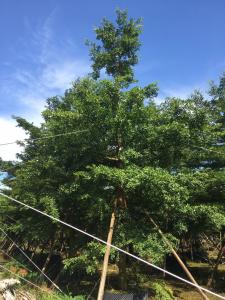 小叶榄仁